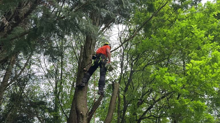 Leaf Removal in Sewaren, NJ